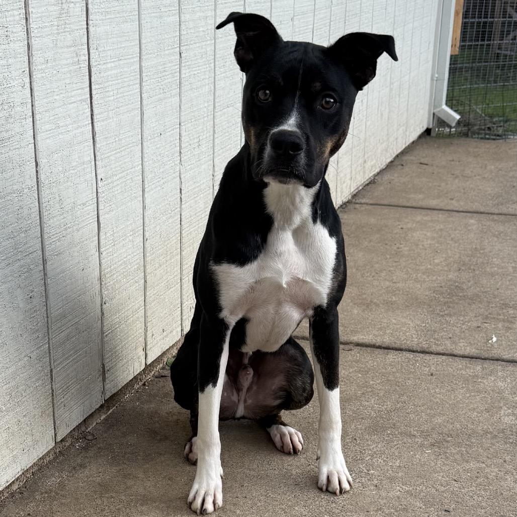 Enlarge Nori, a Adoptable mixed breed in Sacramento, CA image 1/6