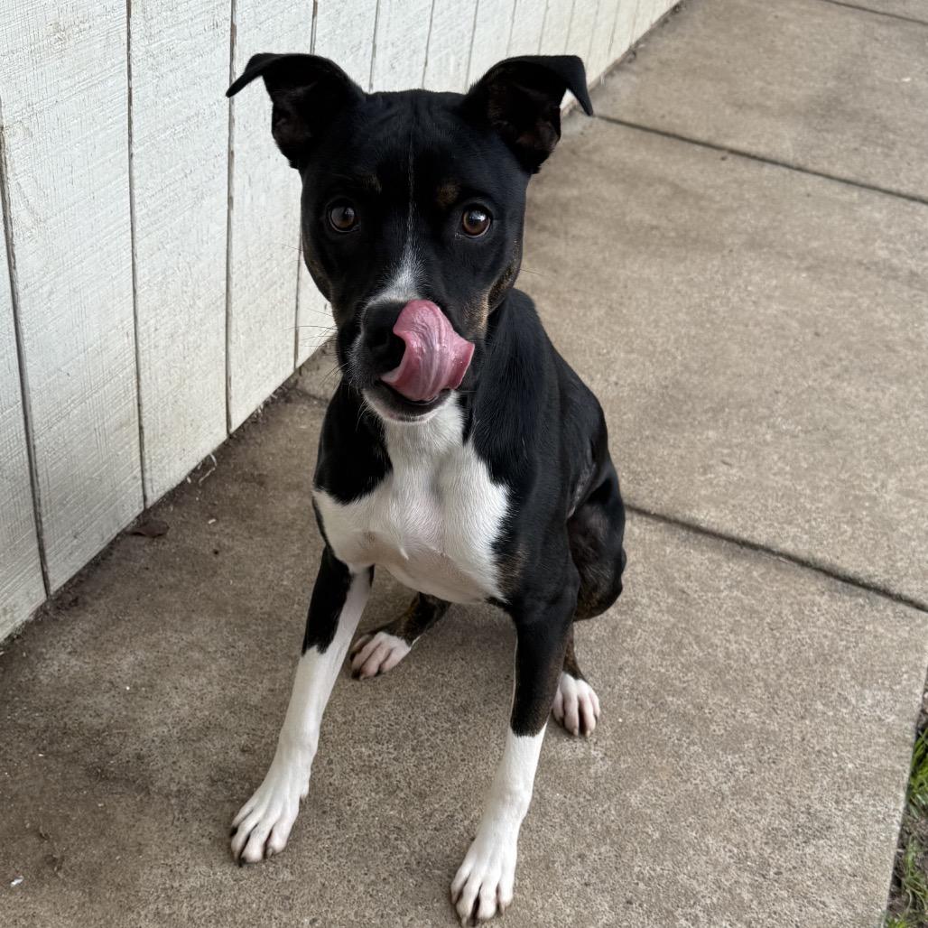 Enlarge Nori, a Adoptable mixed breed in Sacramento, CA image 2/6