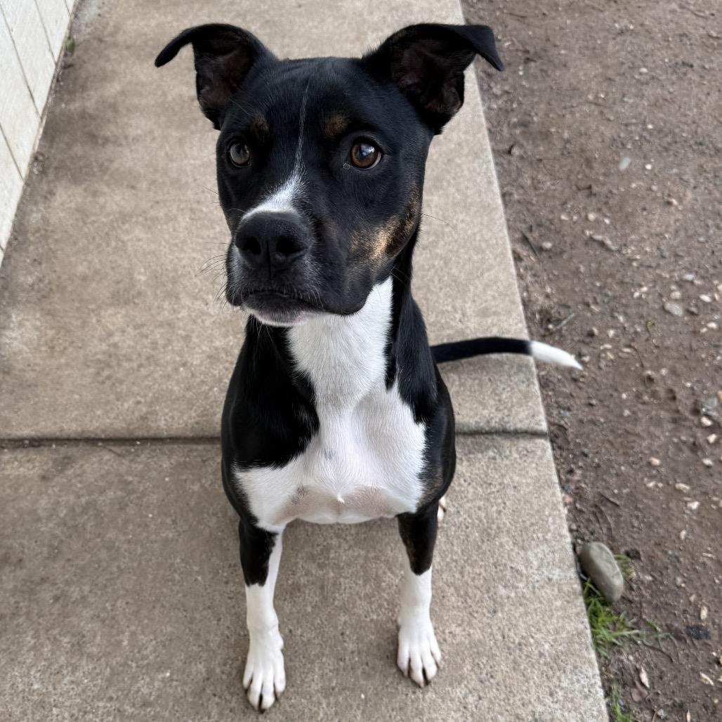 Enlarge Nori, a Adoptable mixed breed in Sacramento, CA image 3/6