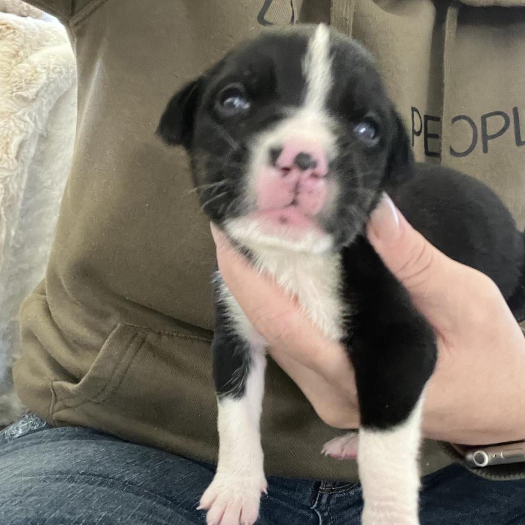 Enlarge Nori, a Adoptable mixed breed in Sacramento, CA image 4/6