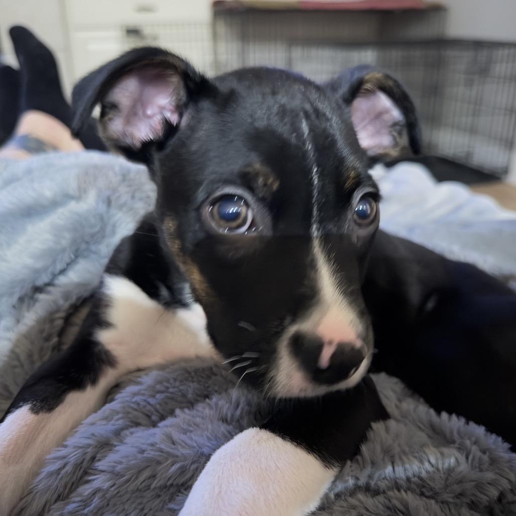 Enlarge Nori, a Adoptable mixed breed in Sacramento, CA image 5/6