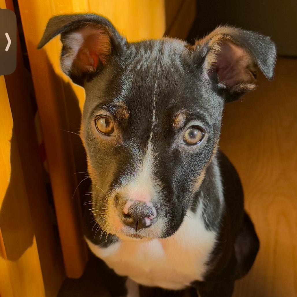 Enlarge Nori, a Adoptable mixed breed in Sacramento, CA image 6/6