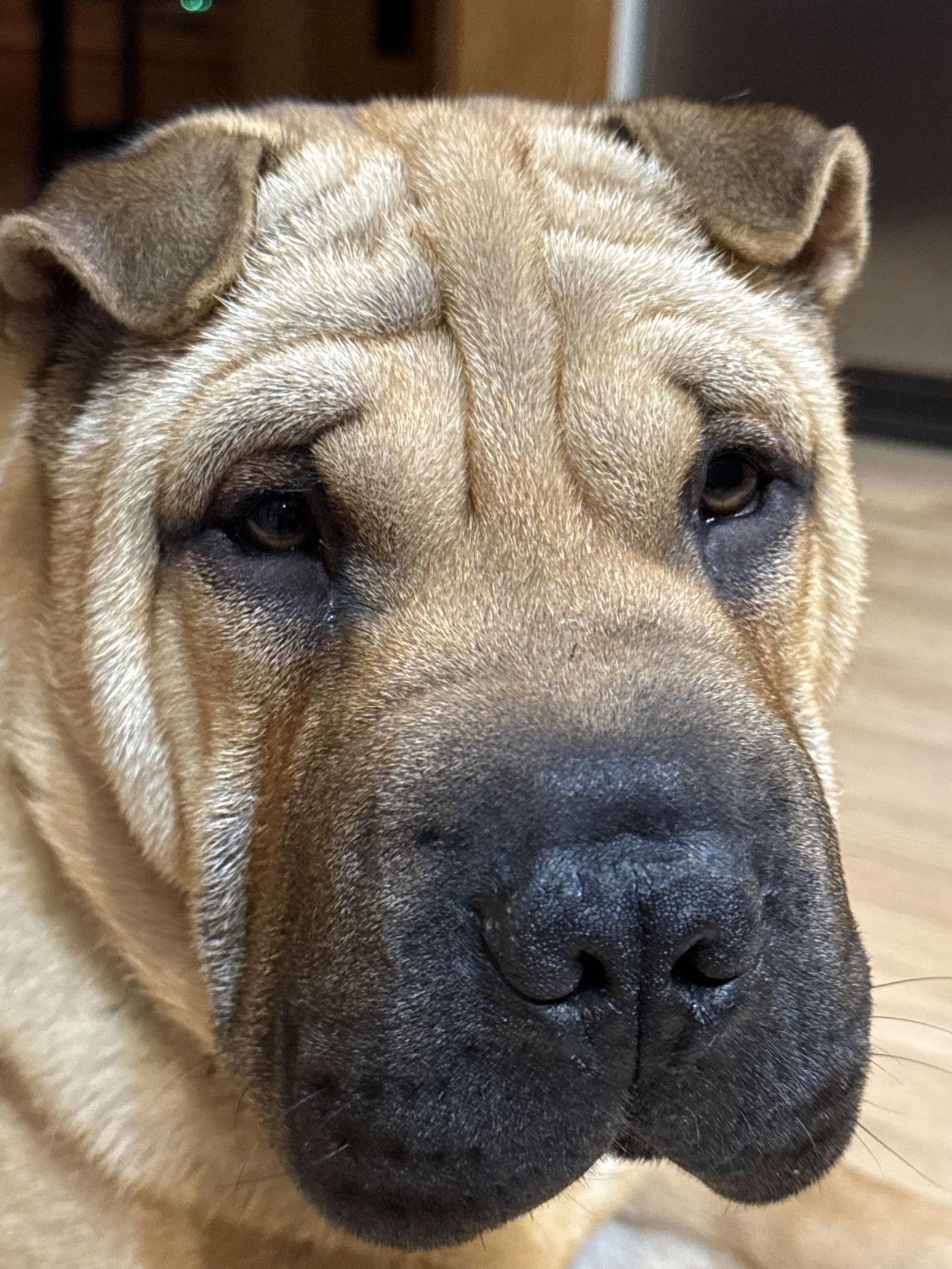 Enlarge Mochi, a Adoptable Shar-Pei in Portland, OR image 1/3