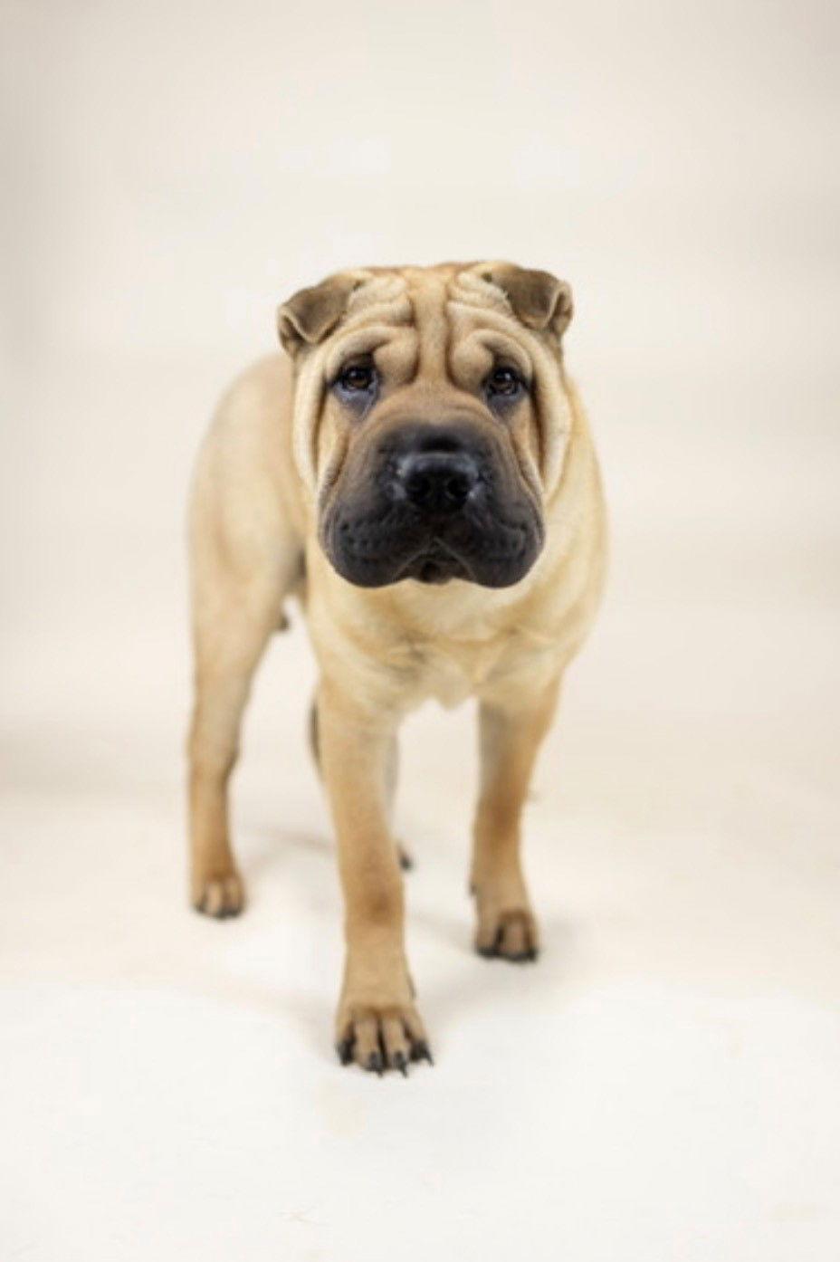Enlarge Mochi, a Adoptable Shar-Pei in Portland, OR image 2/3