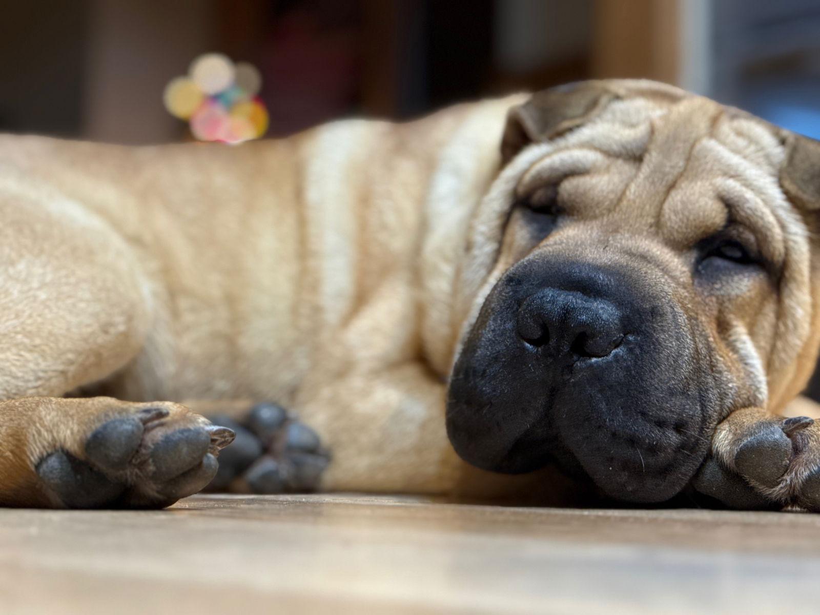 Enlarge Mochi, a Adoptable Shar-Pei in Portland, OR image 3/3