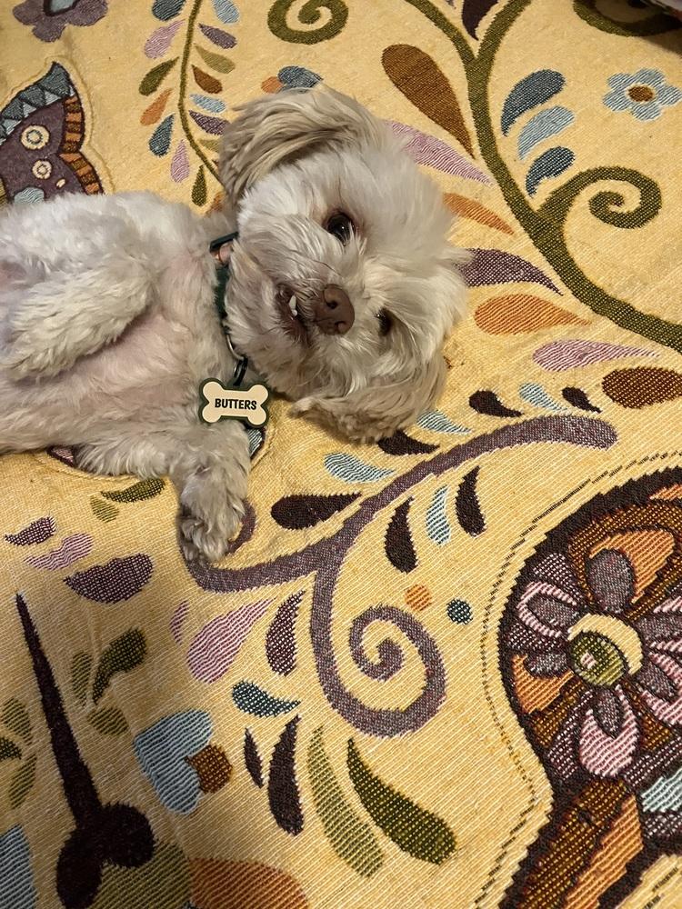 Enlarge Duffy (Shih-Tzu), a Adoptable mixed breed in San Diego, CA image 1/3