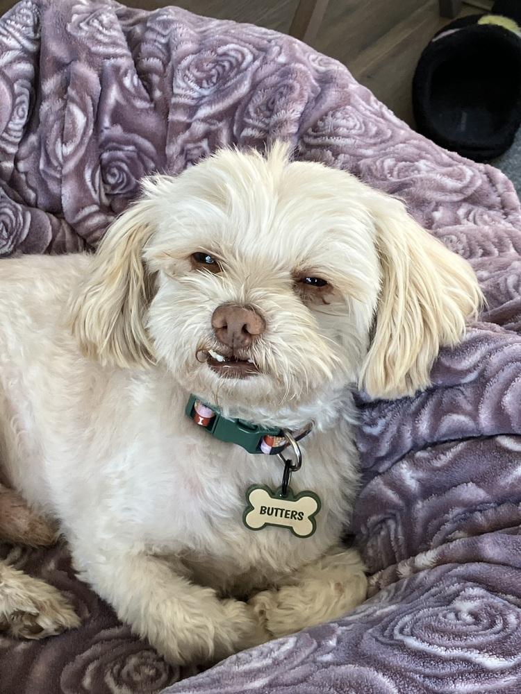 Enlarge Duffy (Shih-Tzu), a Adoptable mixed breed in San Diego, CA image 2/3