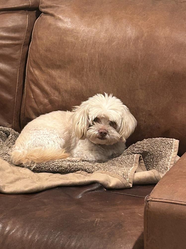 Enlarge Duffy (Shih-Tzu), a Adoptable mixed breed in San Diego, CA image 3/3