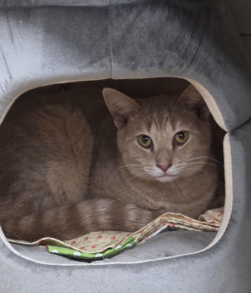 Spider, Adoptable, Young Male Domestic Short Hair.