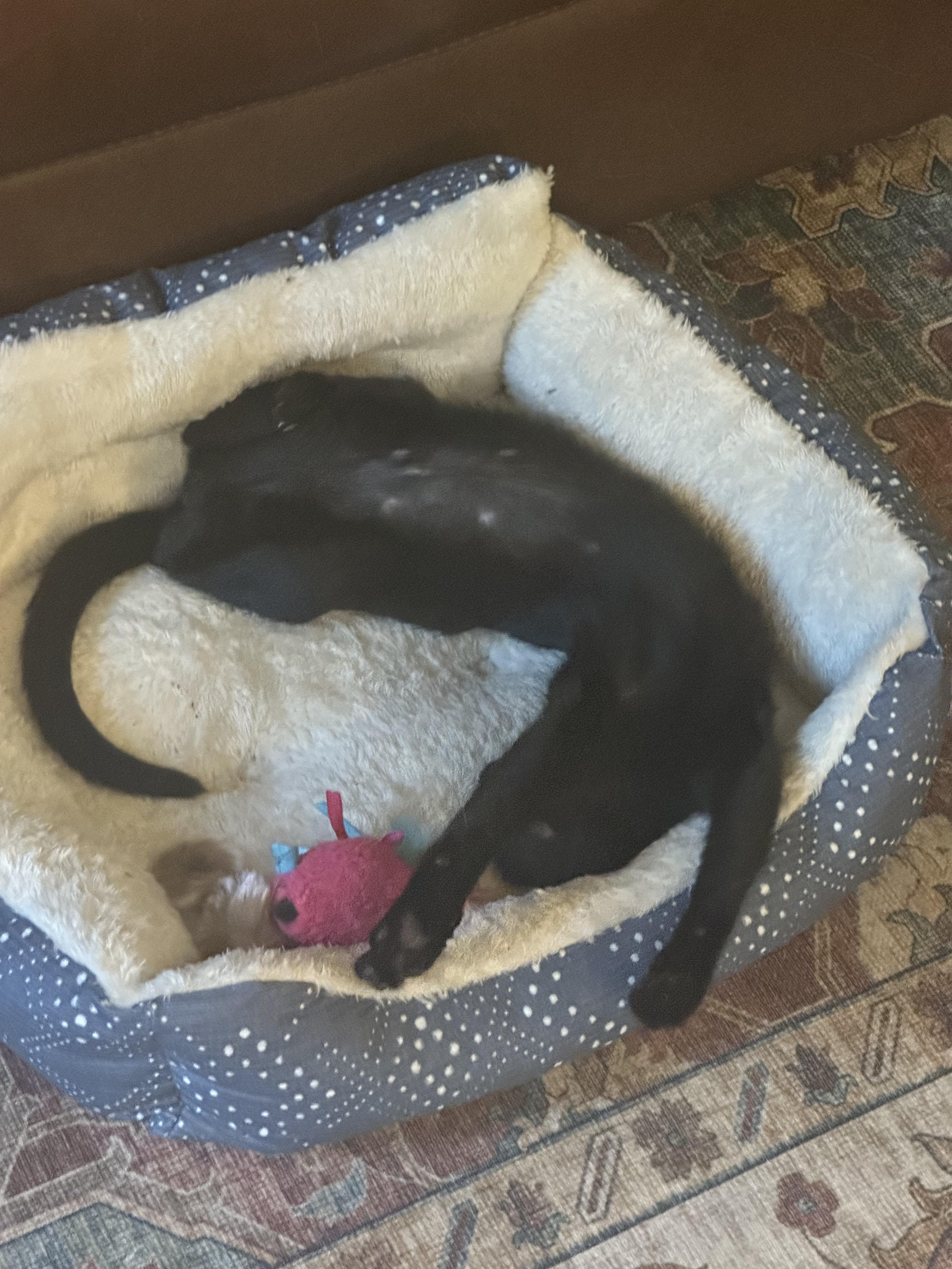 Odette (aka Minnie), Adoptable, Kitten Female Domestic Short Hair.