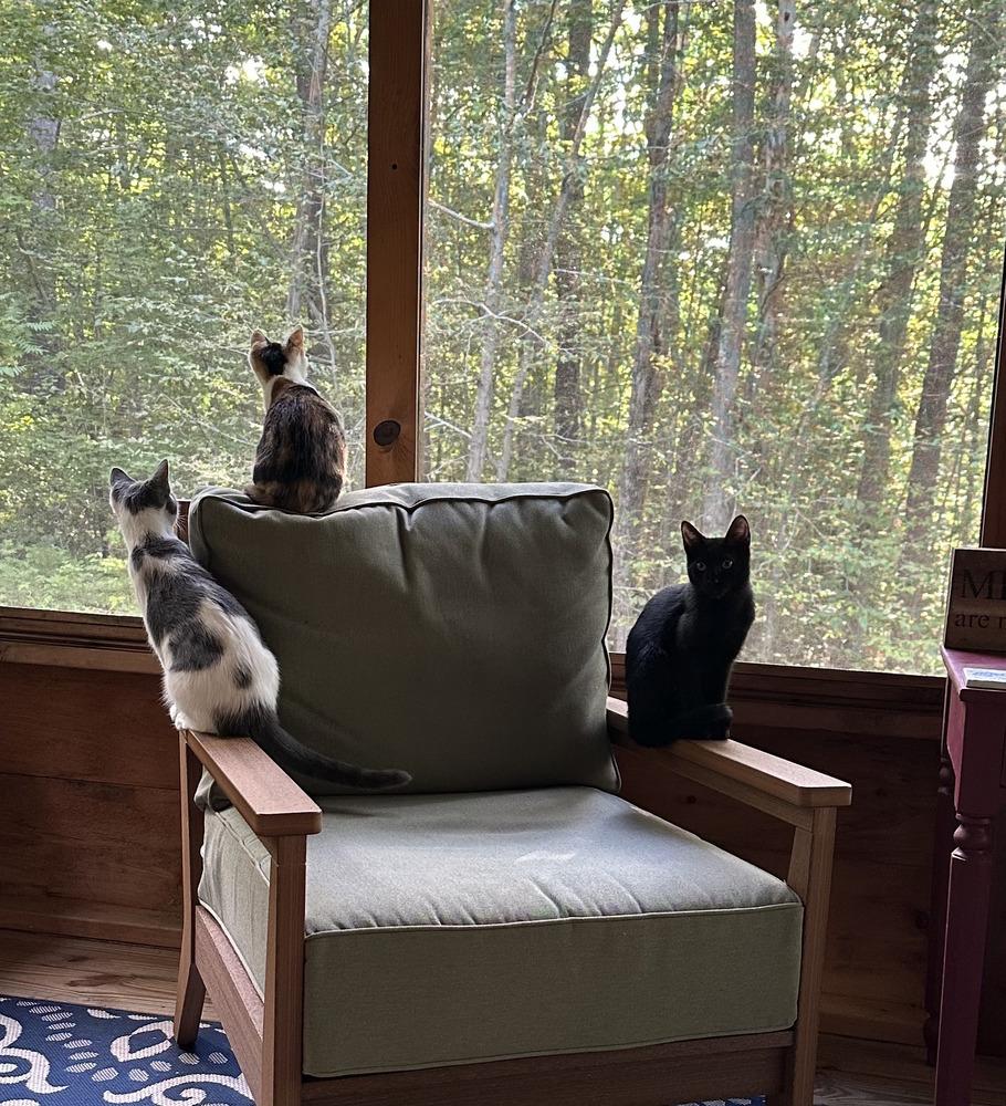 Enlarge Odette (aka Minnie), a Adoptable Domestic Short Hair in Hudson, NH image 2/6