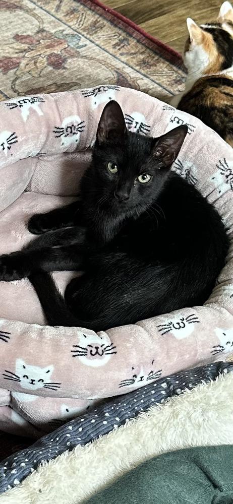 Enlarge Odette (aka Minnie), a Adoptable Domestic Short Hair in Hudson, NH image 3/6