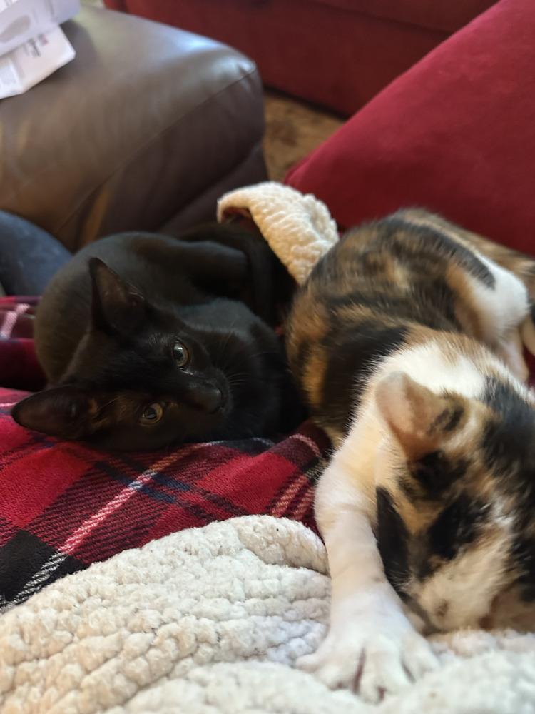 Enlarge Odette (aka Minnie), a Adoptable Domestic Short Hair in Hudson, NH image 4/6