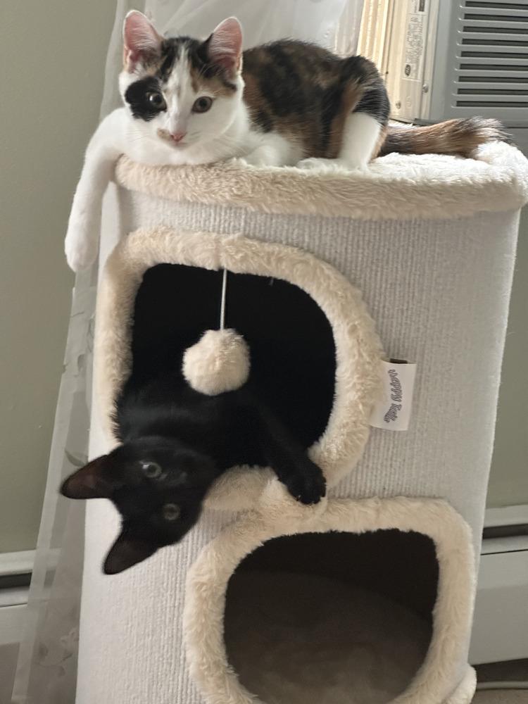 Enlarge Odette (aka Minnie), a Adoptable Domestic Short Hair in Hudson, NH image 5/6