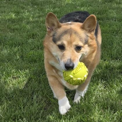 Hunter, a ADOPTABLE mixed breed in Dubuque, IA image 3/3