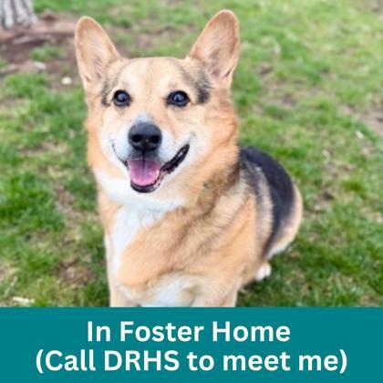 Hunter, ADOPTABLE, Senior Male Mixed Breed & Corgi.