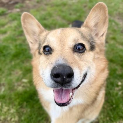 Hunter, a ADOPTABLE mixed breed in Dubuque, IA image 2/3