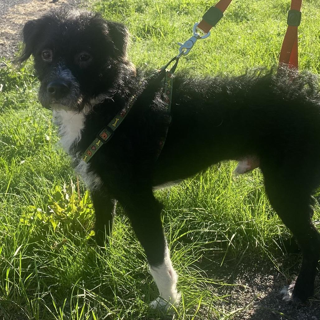 Max 1, Adoptable, Young Male Border Collie & Poodle.