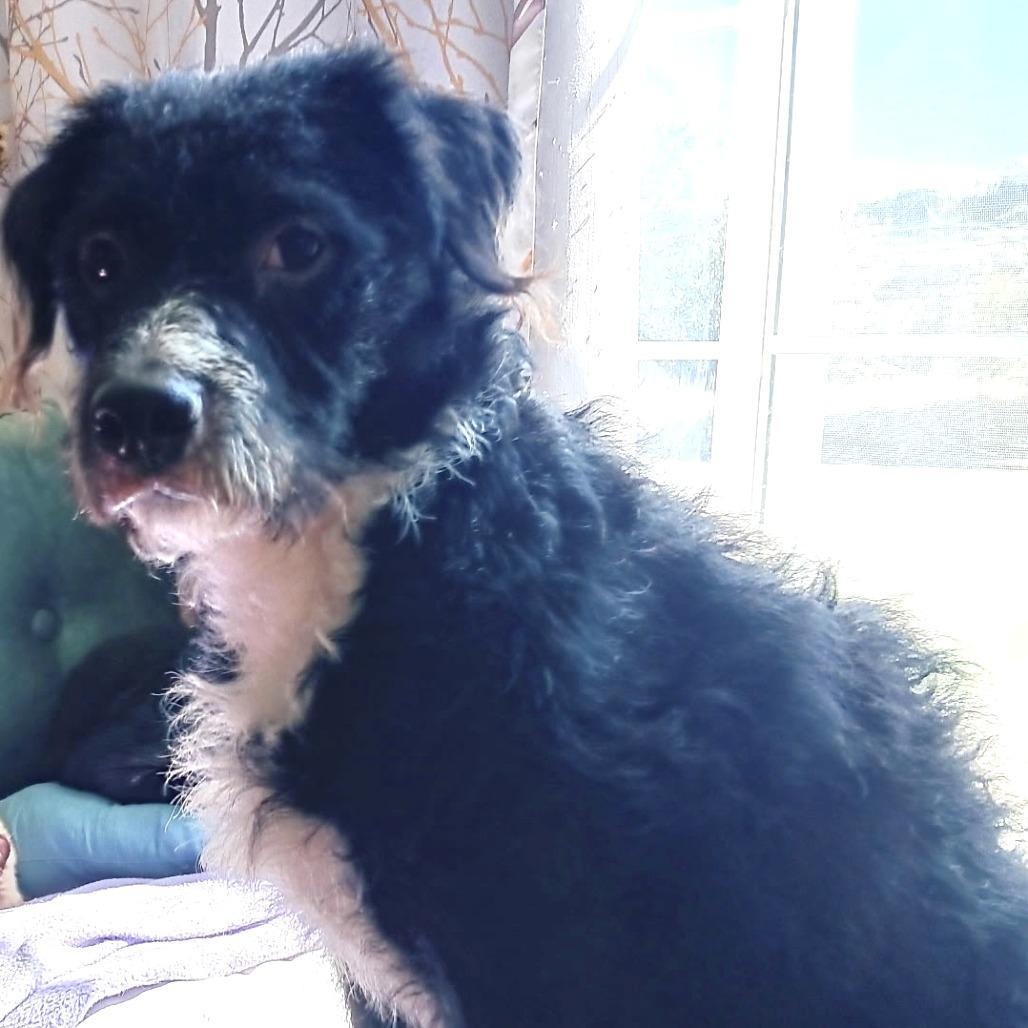 Max, Adoptable, Young Male Terrier & Poodle.