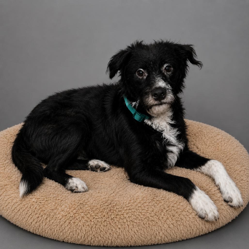 Enlarge Max, a Adoptable mixed breed in Cashmere, WA image 2/2