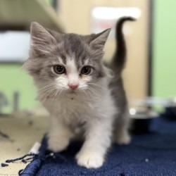 Pesto, Adoptable, Kitten Male Domestic Medium Hair & Domestic Short Hair.