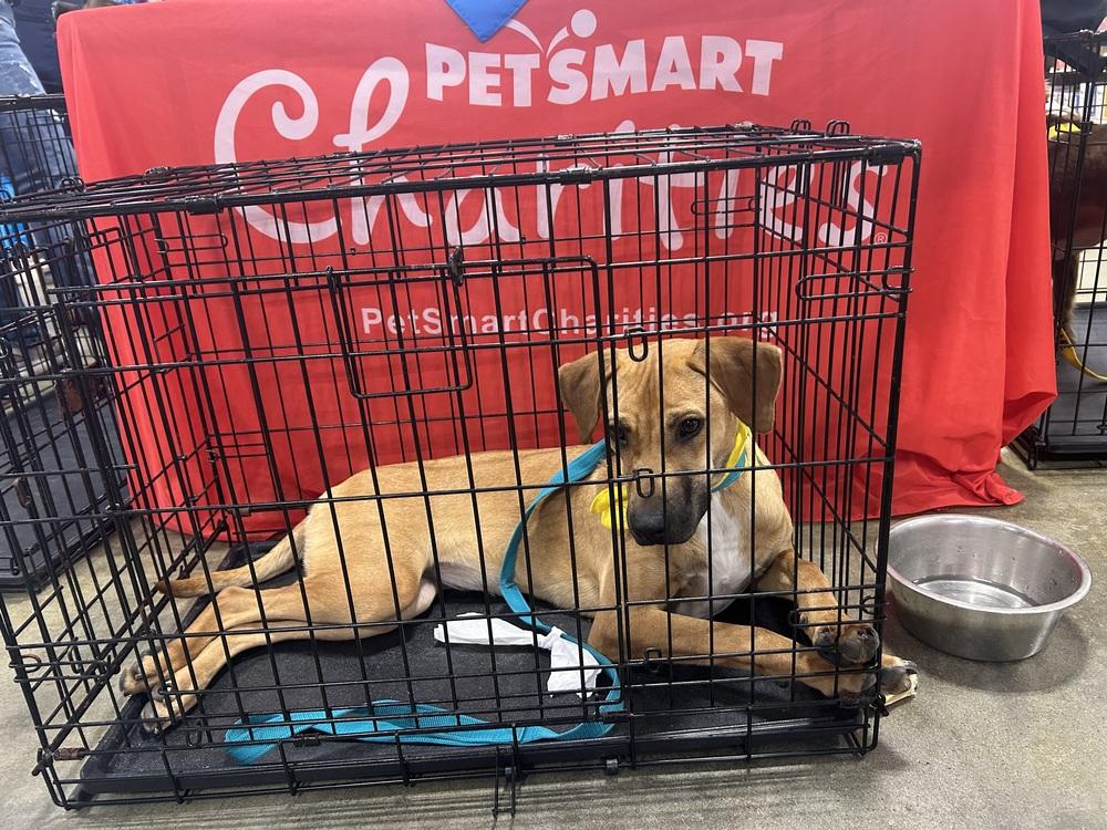 Ms. Webster, Adoptable, Puppy Female Terrier.