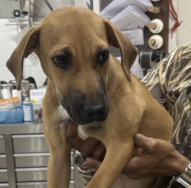 Ms. Webster, a Adoptable mixed breed in Dawson, GA image 2/5