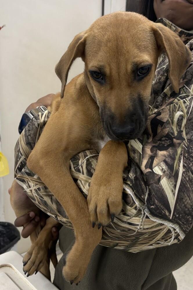 Enlarge Ms. Webster, a Adoptable mixed breed in Dawson, GA image 1/2