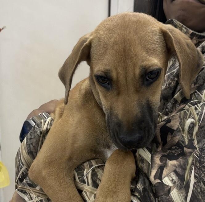 Ms. Webster, a Adoptable mixed breed in Dawson, GA image 5/5