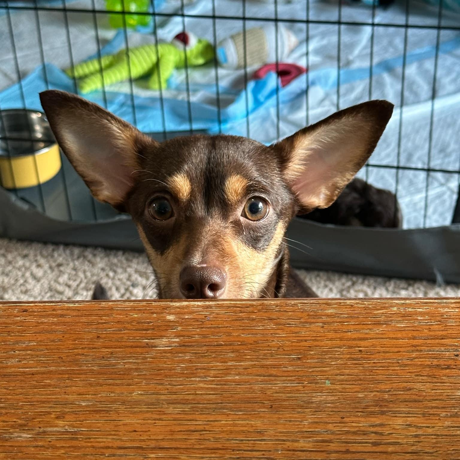 Loyalty - in foster home