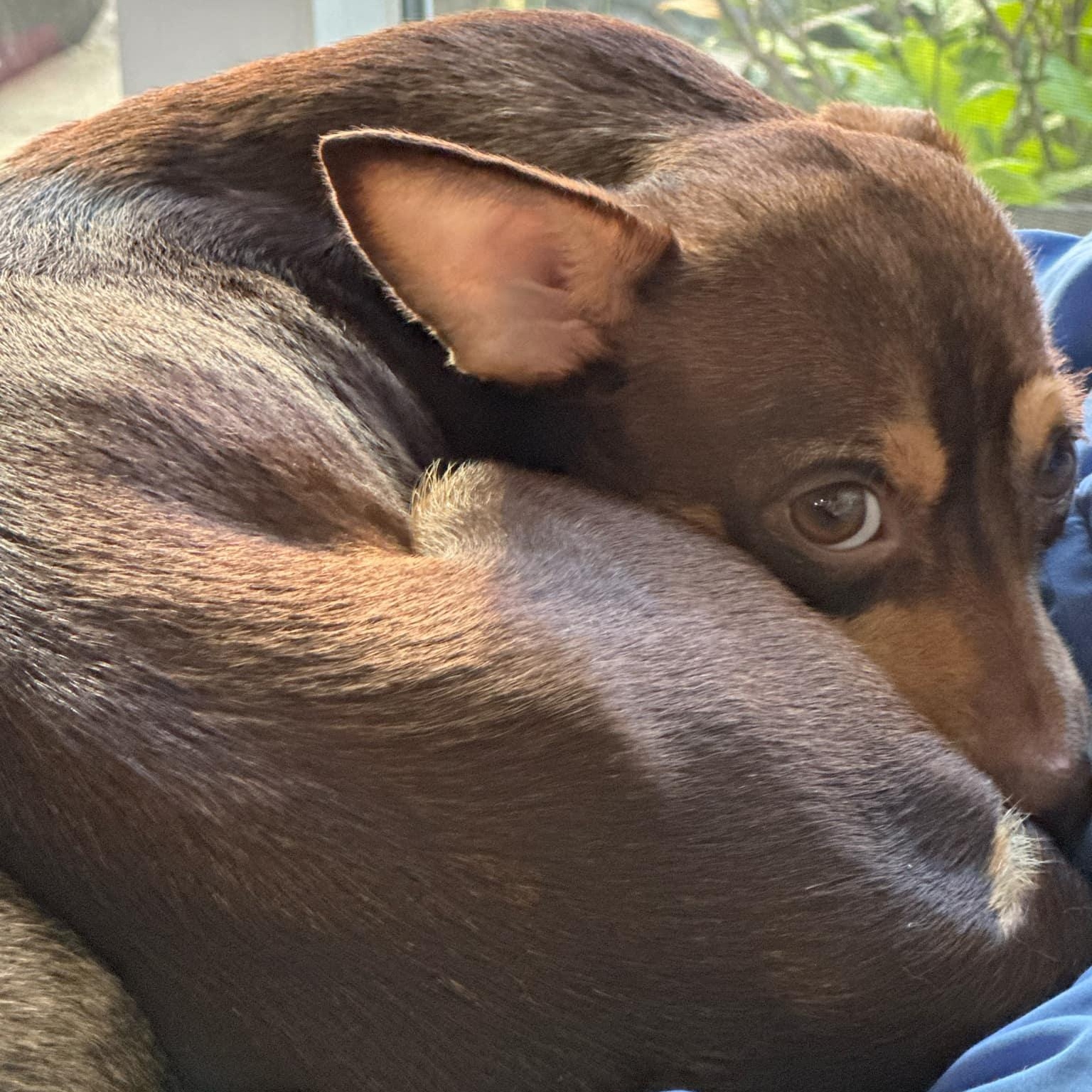 Loyalty - in foster home