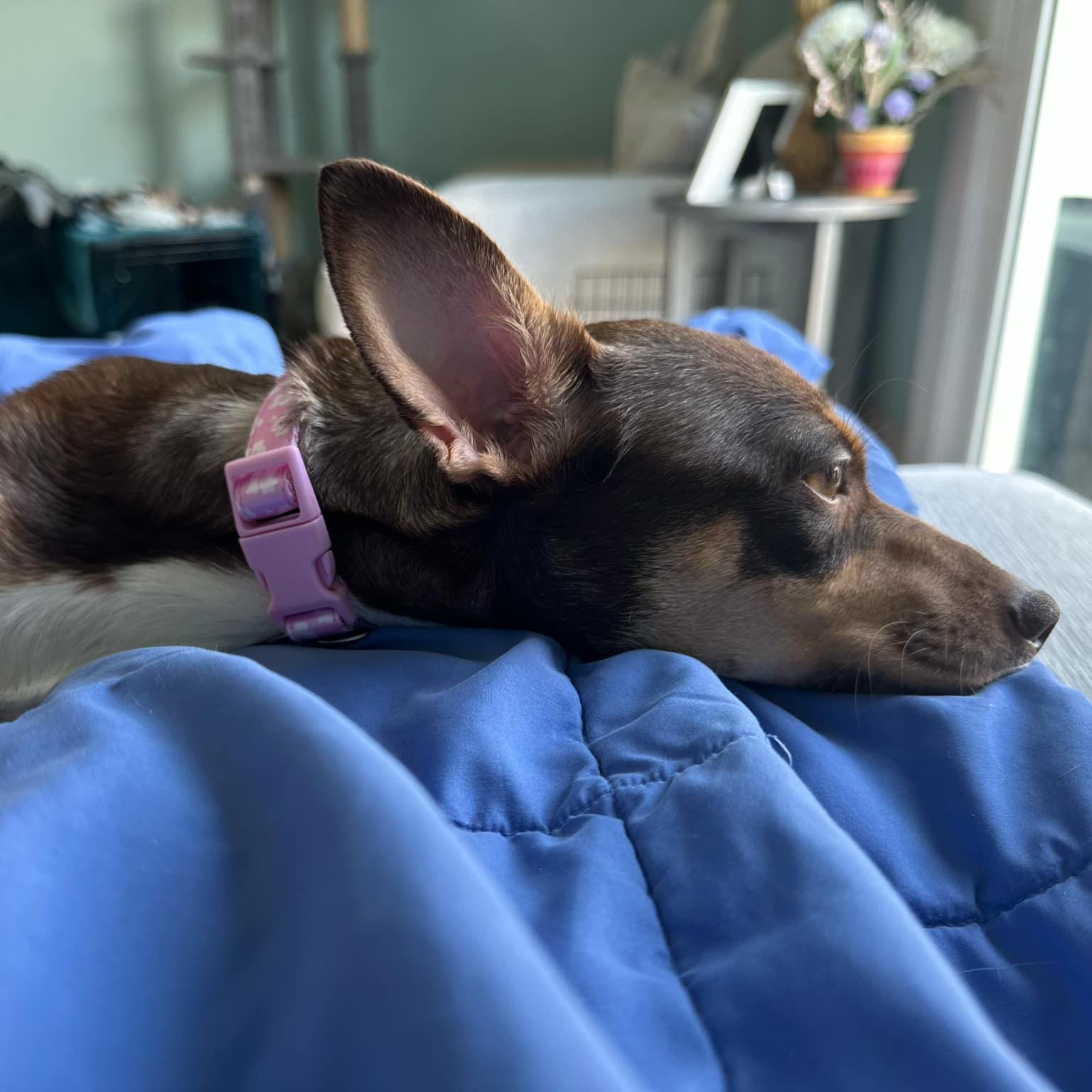 Loyalty - in foster home