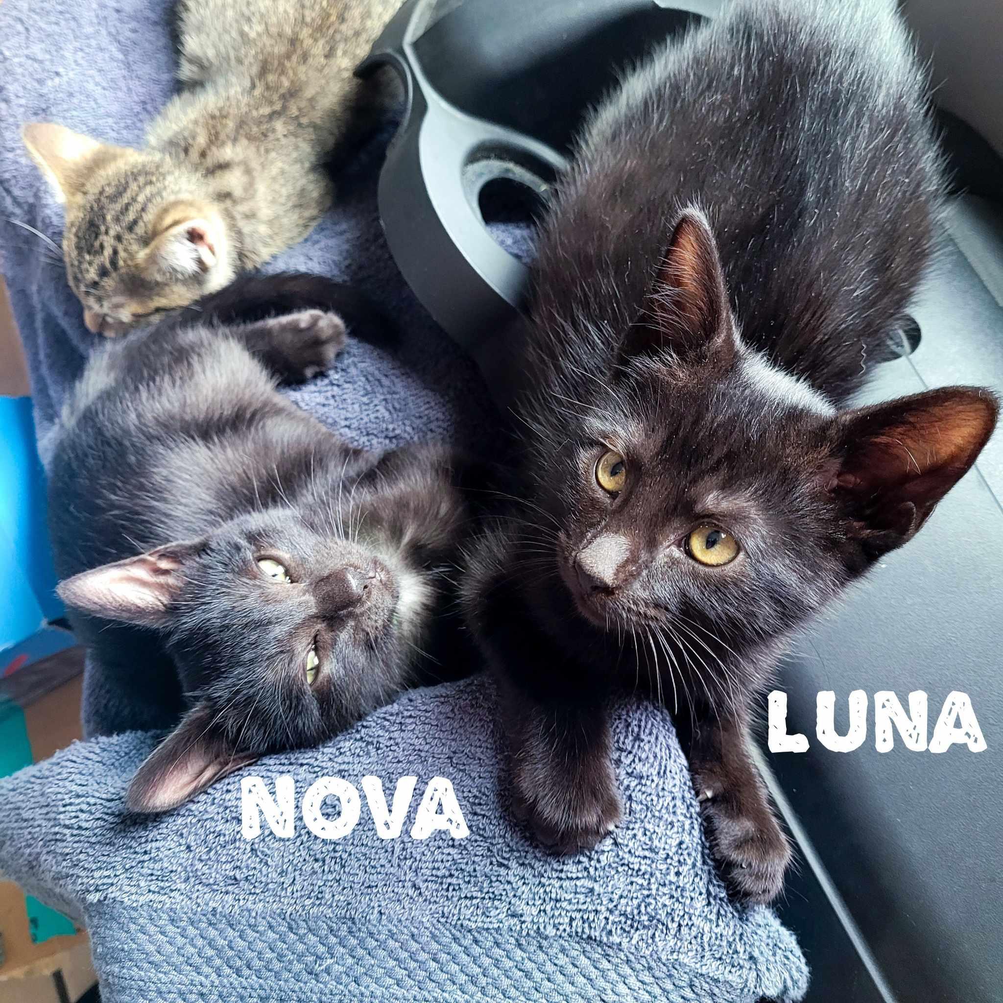 Nova & Luna - Celestial Kittens, Baby Female unknown