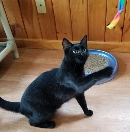 Enlarge Tiny Terror aka TT and Nittany, a Adoptable Domestic Short Hair in Montour Falls, NY image 1/4