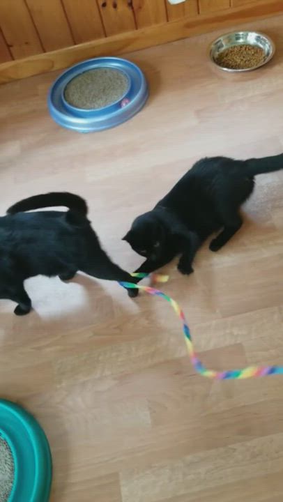 Enlarge Tiny Terror aka TT and Nittany, a Adoptable Domestic Short Hair in Montour Falls, NY video 4/4