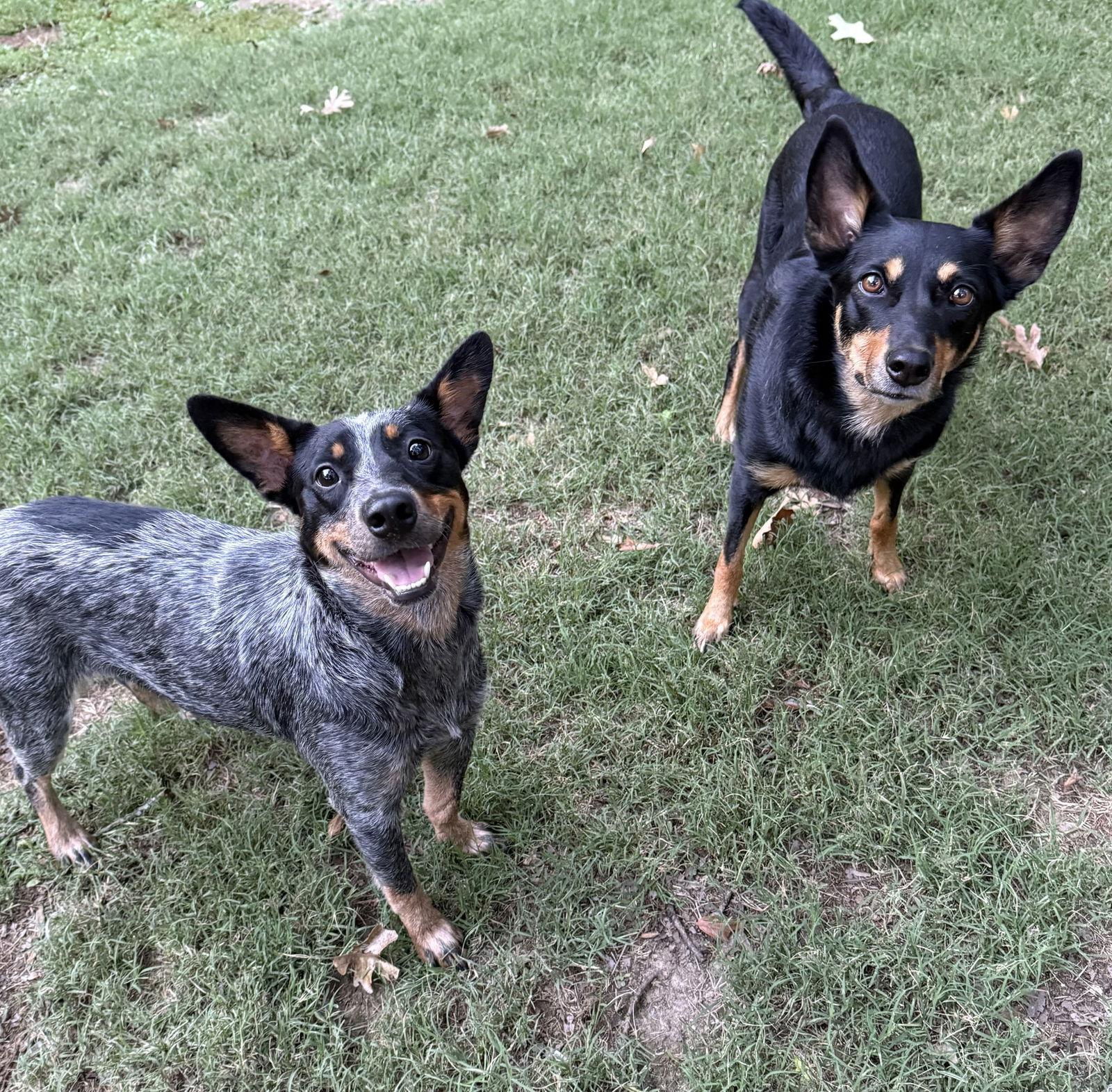 Raisin, Adopted, Adult Female Australian Cattle Dog / Blue Heeler.