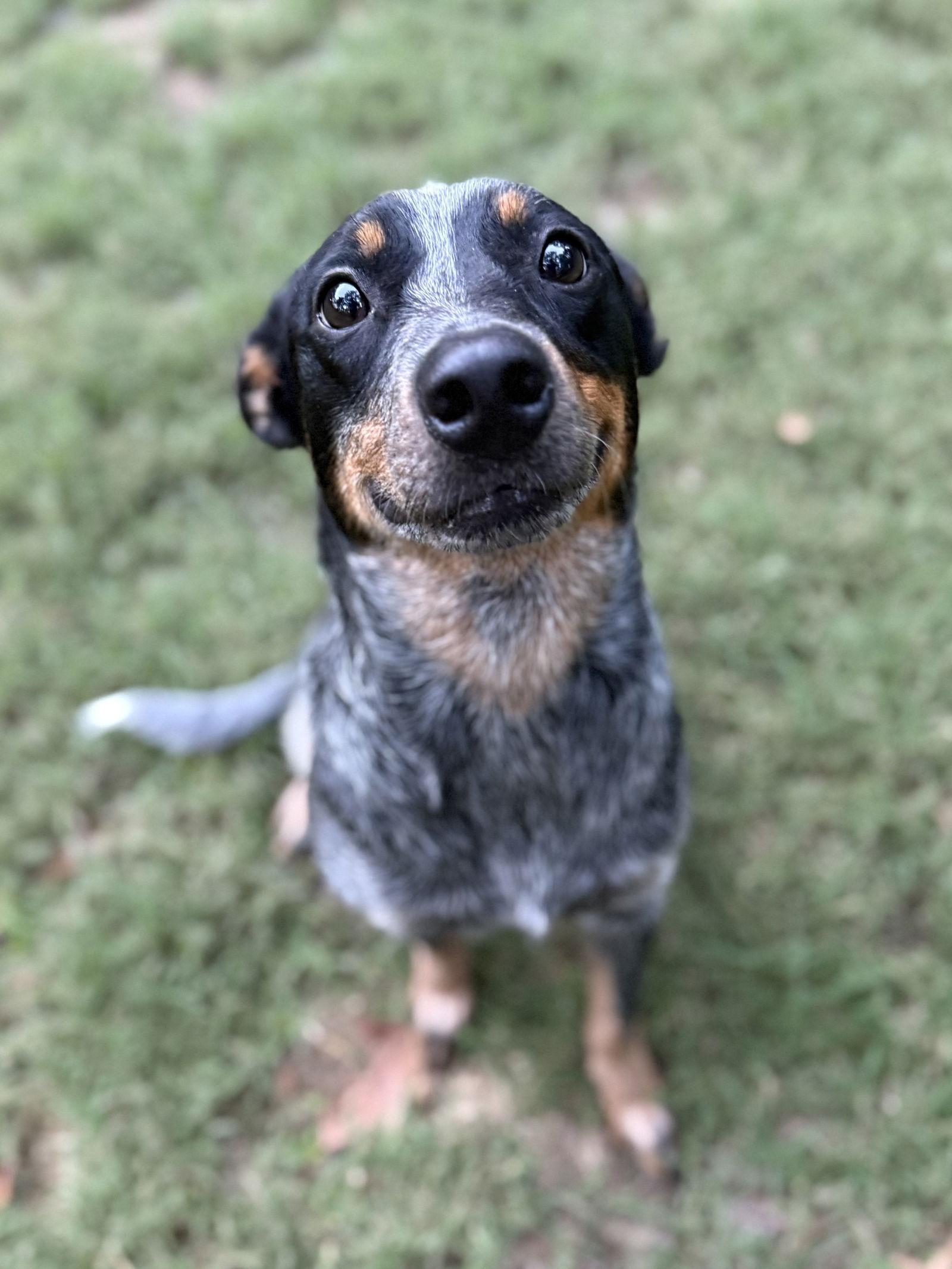 Raisin, Adopted, Adult Female Australian Cattle Dog / Blue Heeler.