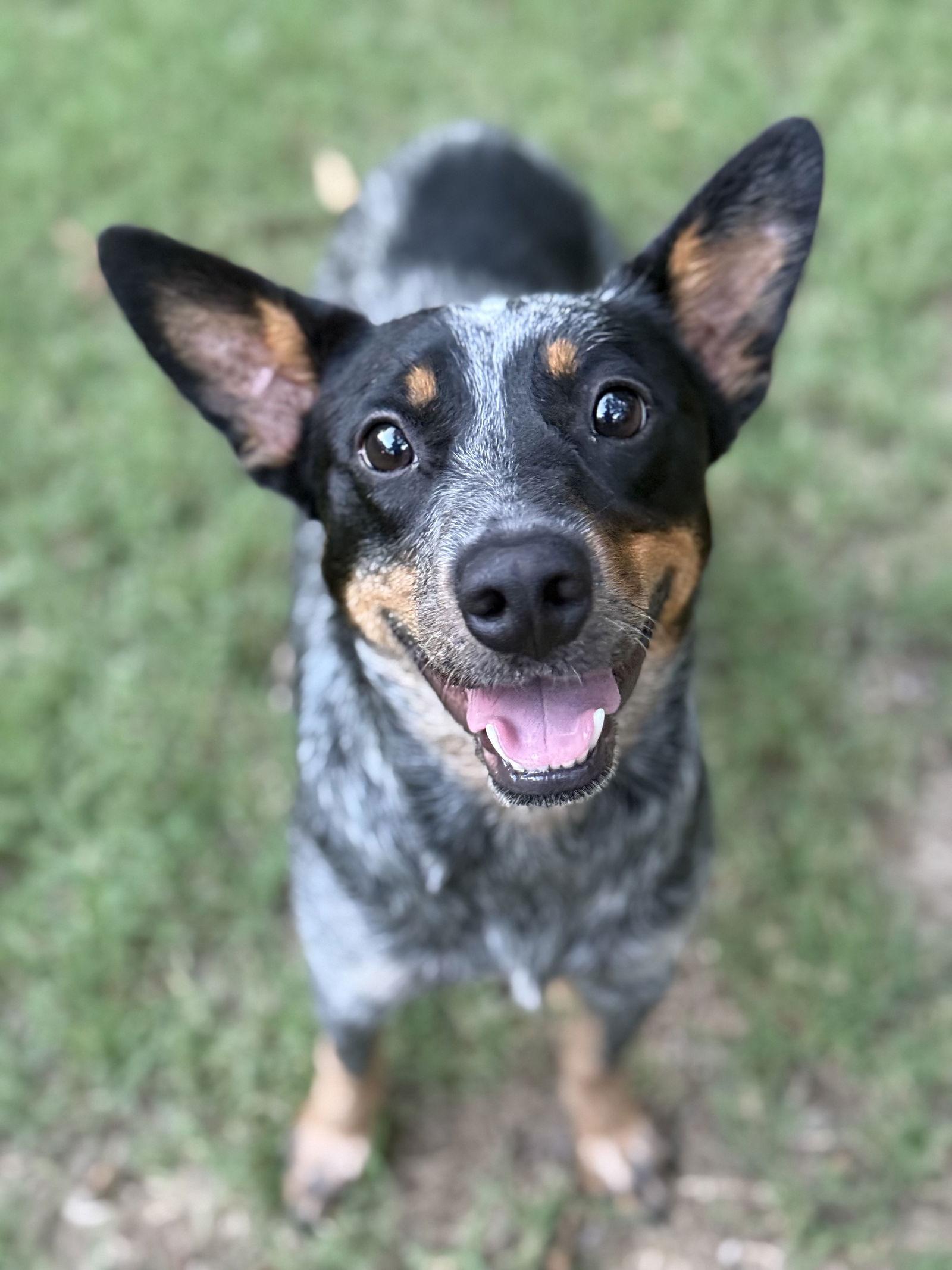 Raisin, a Adopted Australian Cattle Dog / Blue Heeler in Charlotte, NC image 3/3