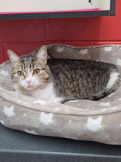 Enlarge Callie, a Adoptable Domestic Short Hair in Chesapeake, VA image 1/3