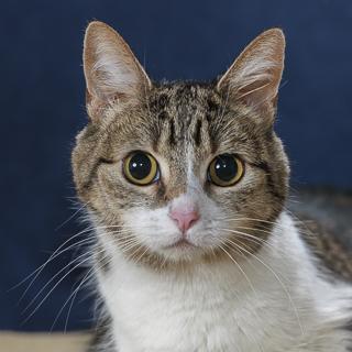 Callie, Adoptable, Adult Female Domestic Short Hair & Domestic Short Hair.