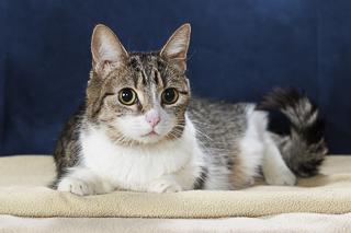 Enlarge Callie, a Adoptable Domestic Short Hair in Chesapeake, VA image 3/3