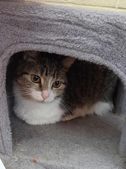 Callie, a Adoptable Domestic Short Hair in Chesapeake, VA image 3/3