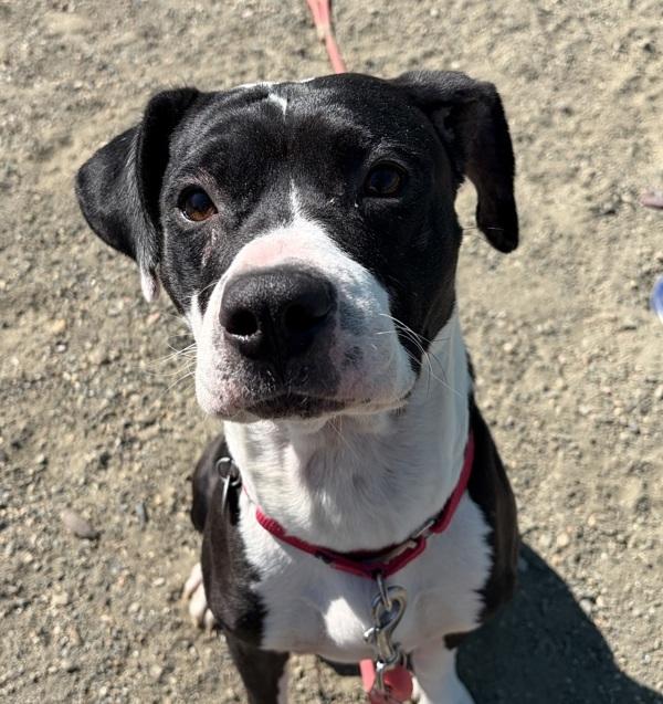 Stone, Adoptable, Adult Male Pit Bull Terrier.
