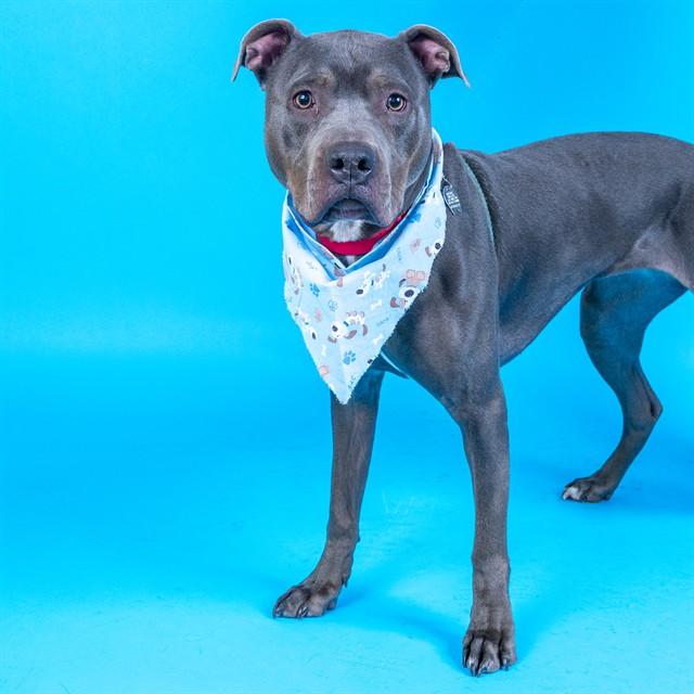 Enlarge KOALA, a Adoptable mixed breed in Saint Louis, MO image 1/1