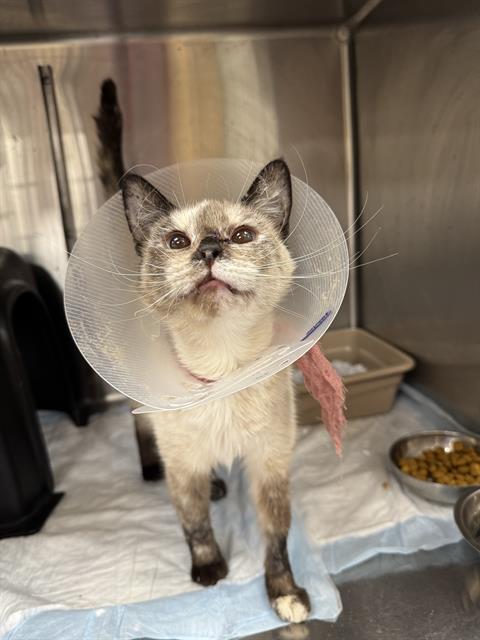 KITTY, Adoptable, Adult Female Siamese & Domestic Short Hair.