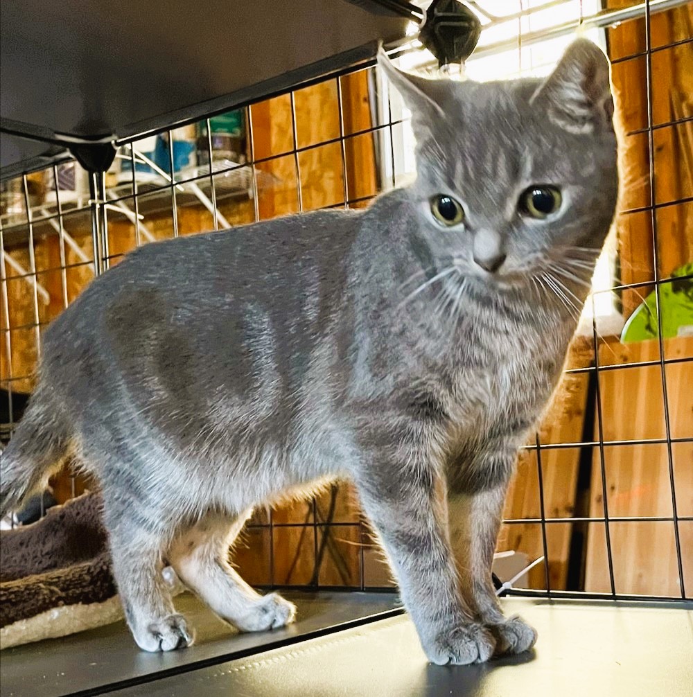 Enlarge Melon, a Adopted Domestic Short Hair in Piscataway, NJ image 6/6