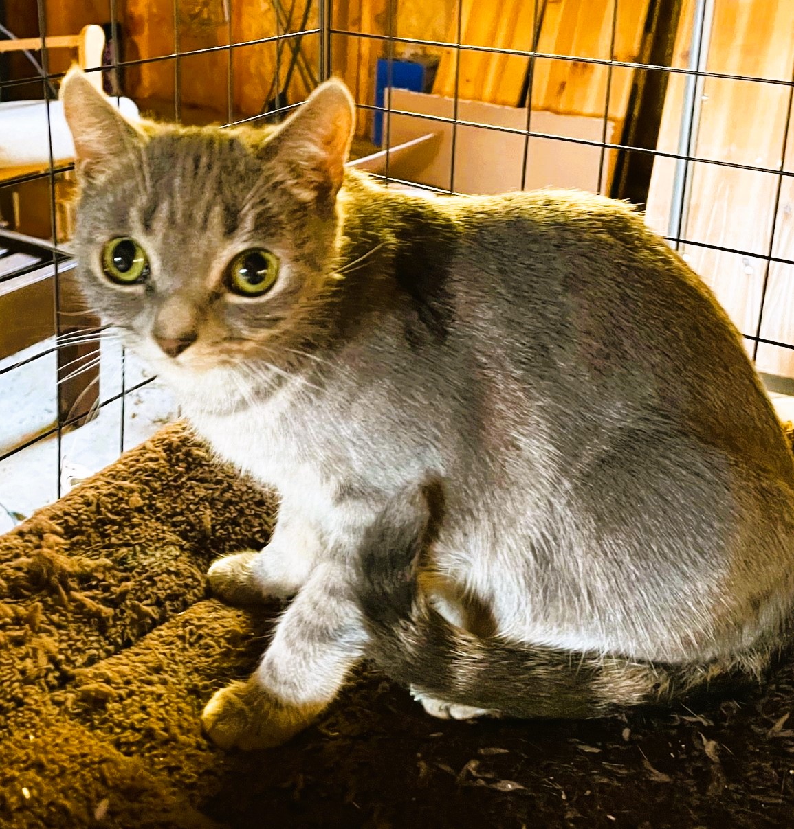 Enlarge Melon, a Adopted Domestic Short Hair in Piscataway, NJ image 2/6