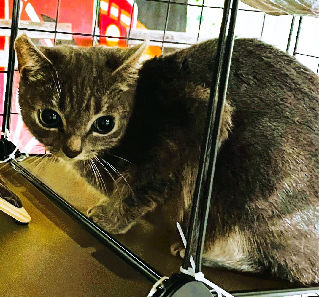 Enlarge Melon, a Adopted Domestic Short Hair in Piscataway, NJ image 3/6