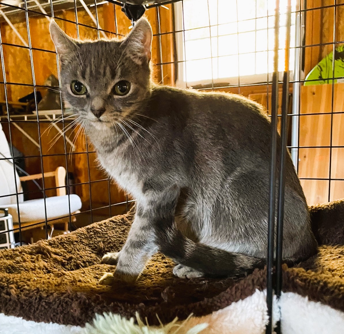 Enlarge Melon, a Adopted Domestic Short Hair in Piscataway, NJ image 1/6