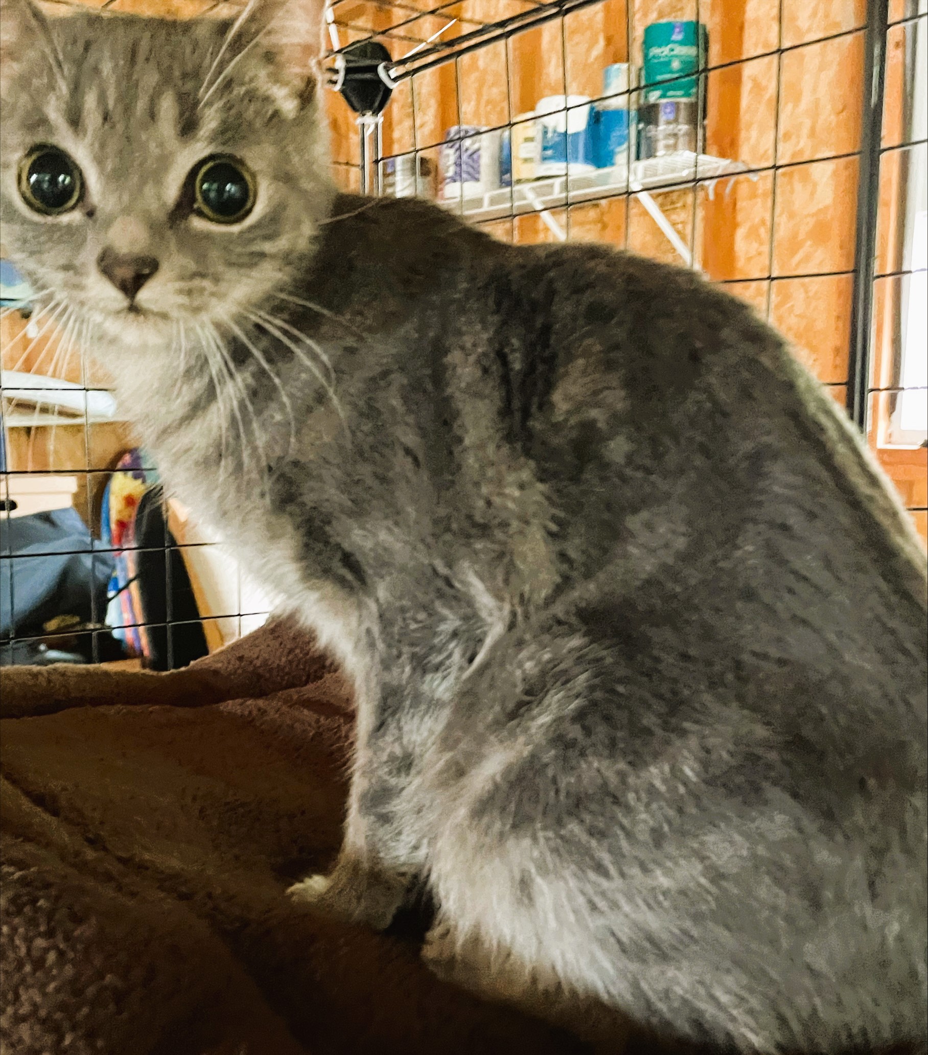 Enlarge Melon, a Adopted Domestic Short Hair in Piscataway, NJ image 4/6